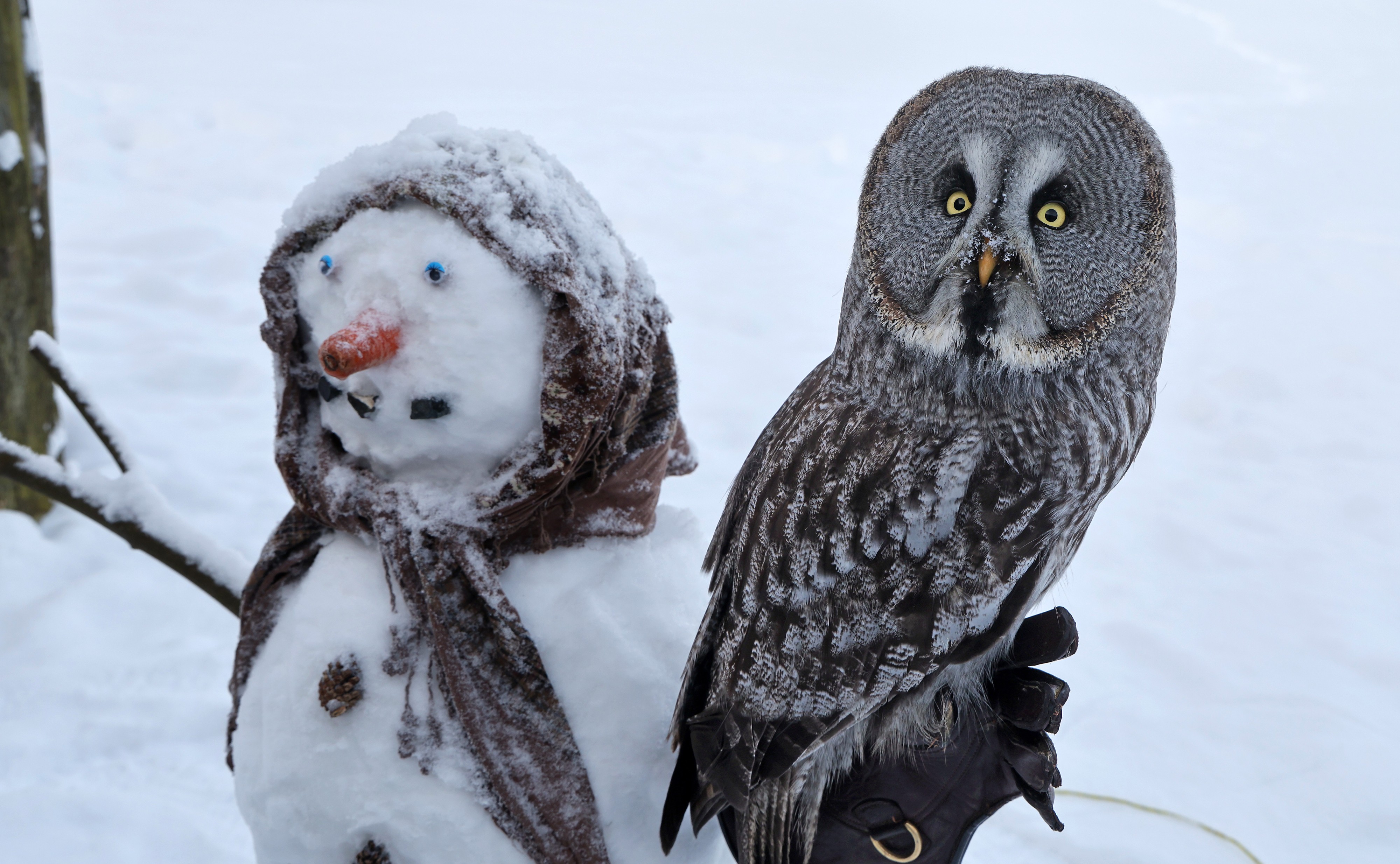 An owl perches on the gloved arm of a snowman.