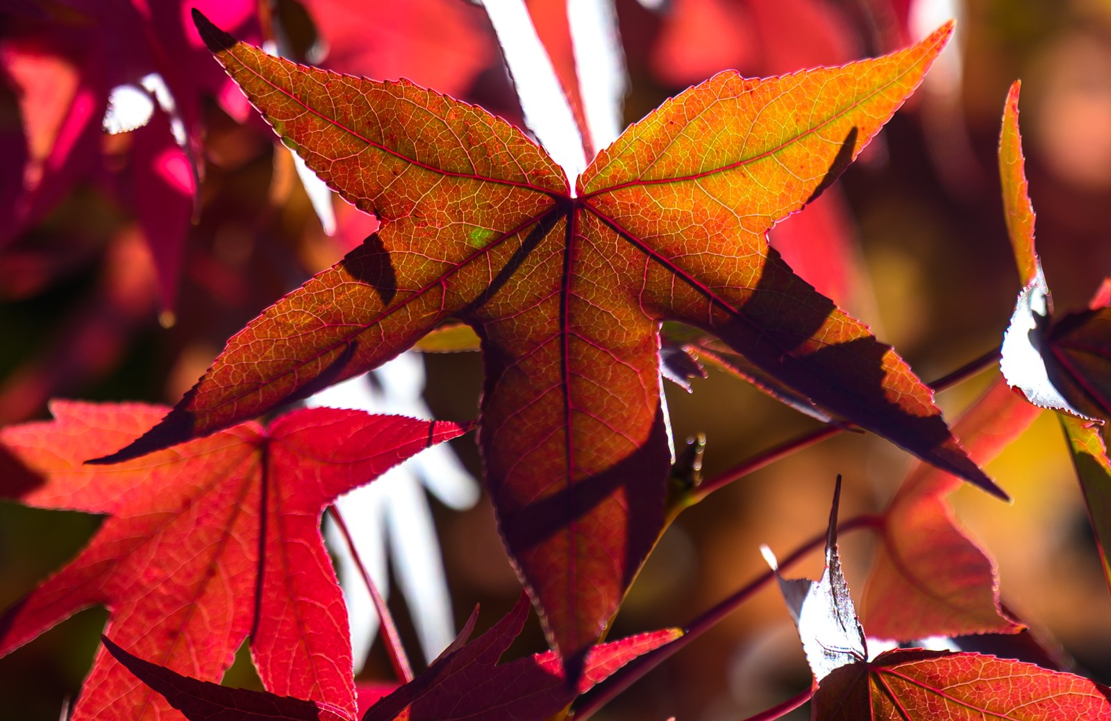 A close view of red autumn-colored leaves.