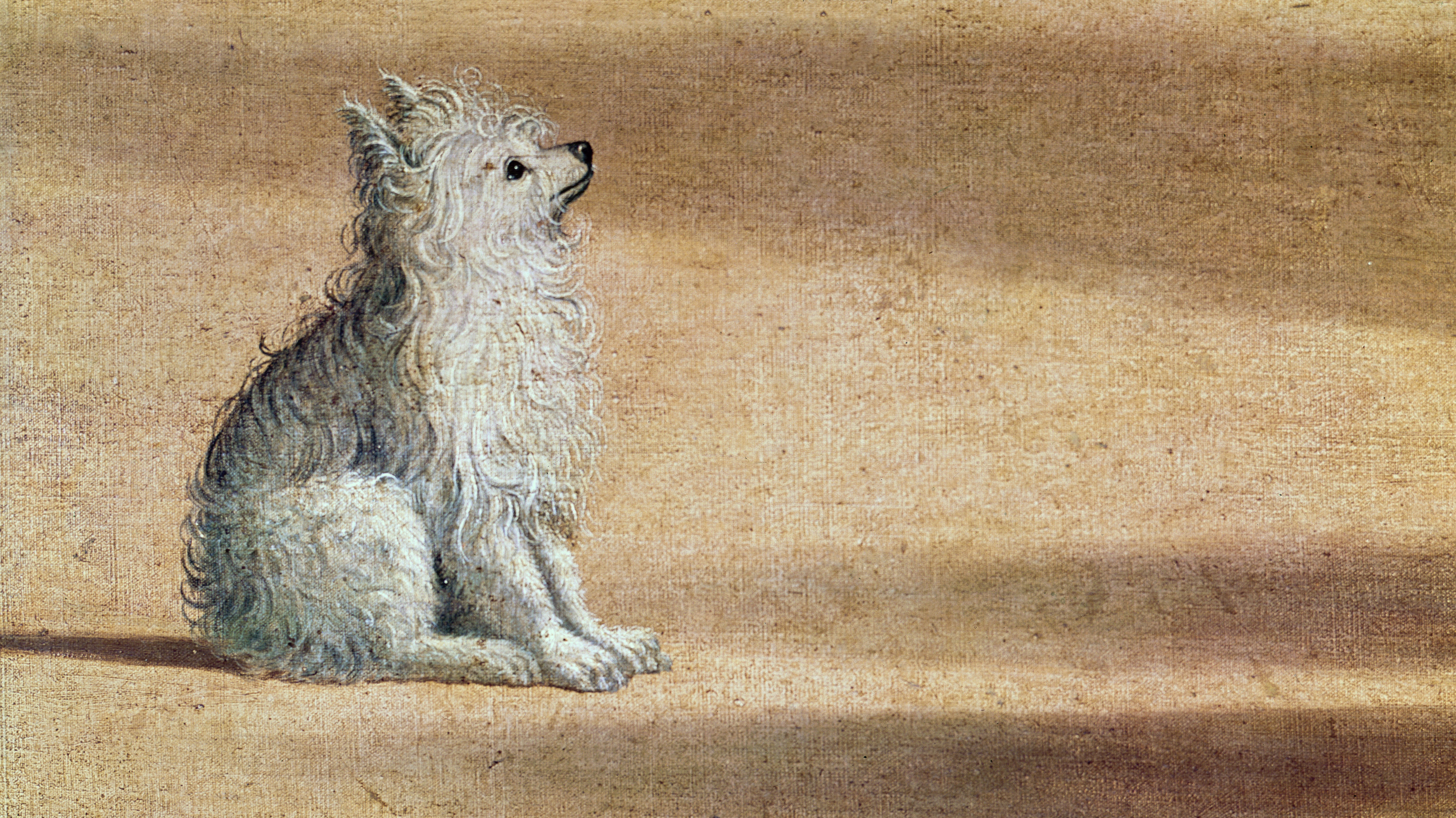 What I Learned From My Dog