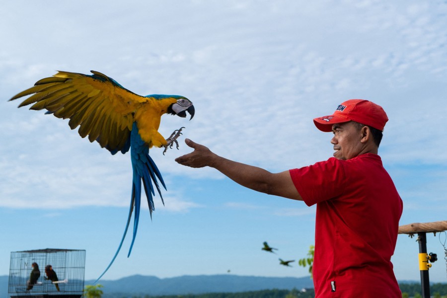 A macaw flies to a landing in a man's outstretched hand.