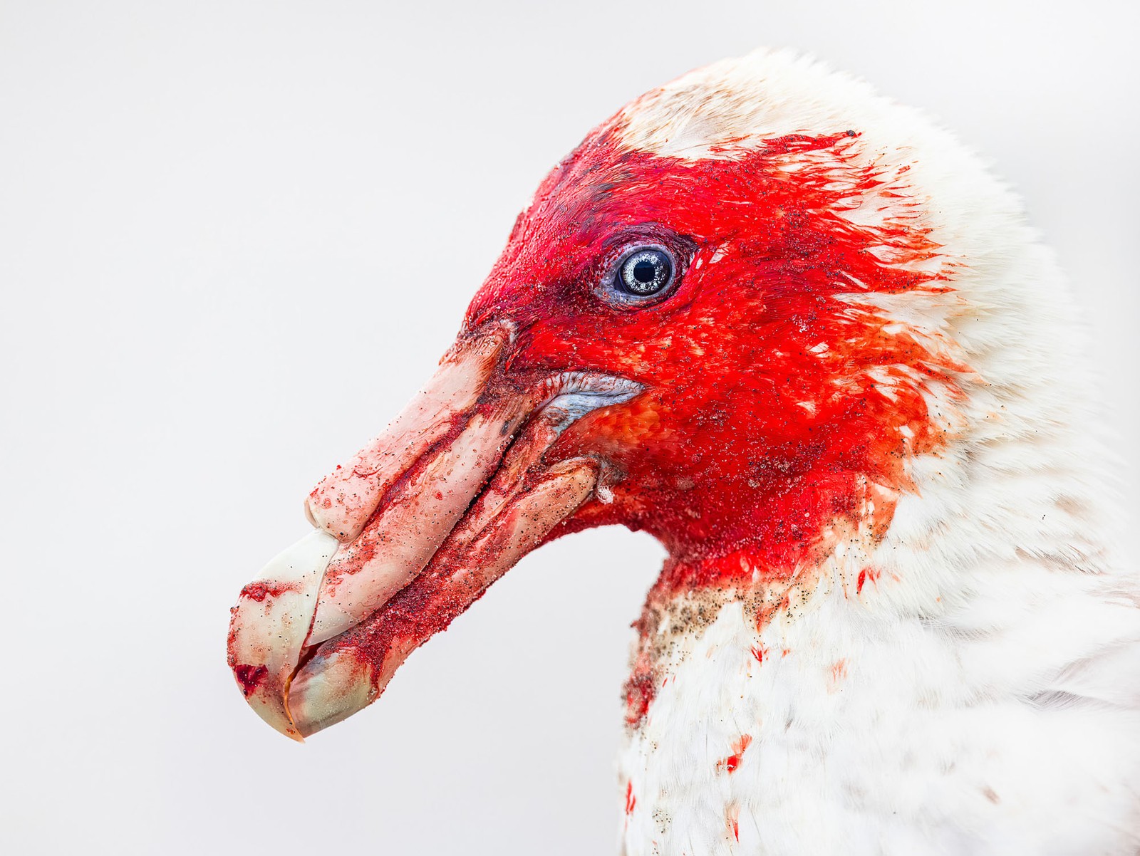 A portrait of a white-feathered petrel, its face mostly covered in blood after feeding on a carcass.