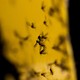 Fungus gnats