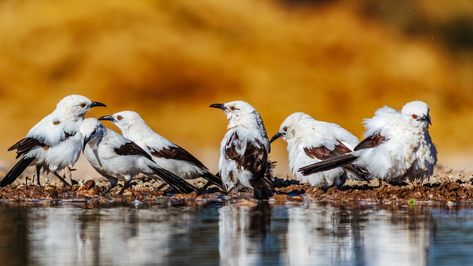 Southern pied babblers at a waterhole