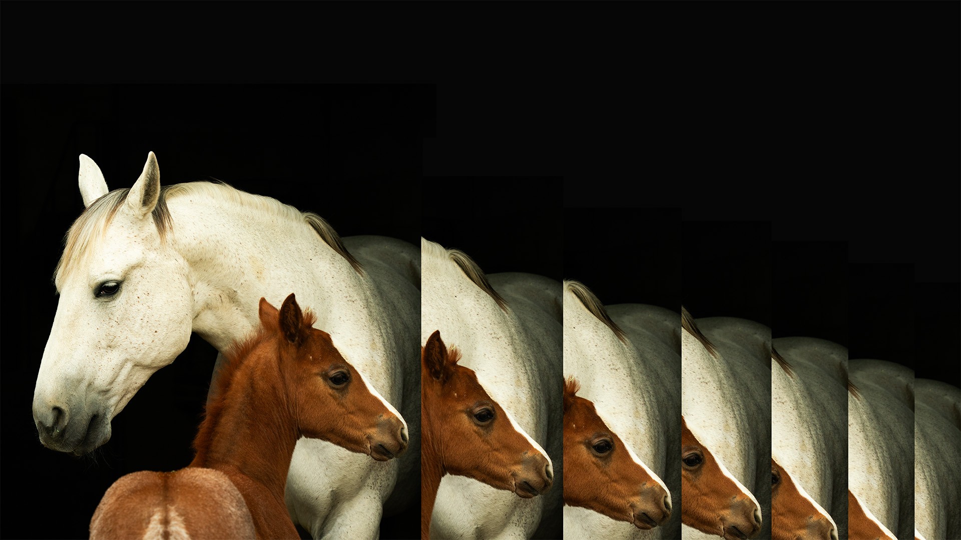 illustration of a multiple white horses and multiple brown baby horses