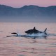 A shark chasing prey at dusk