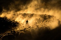 A shepherd on horseback rides alongside a large flock of sheep, kicking up dust while passing through a valley.