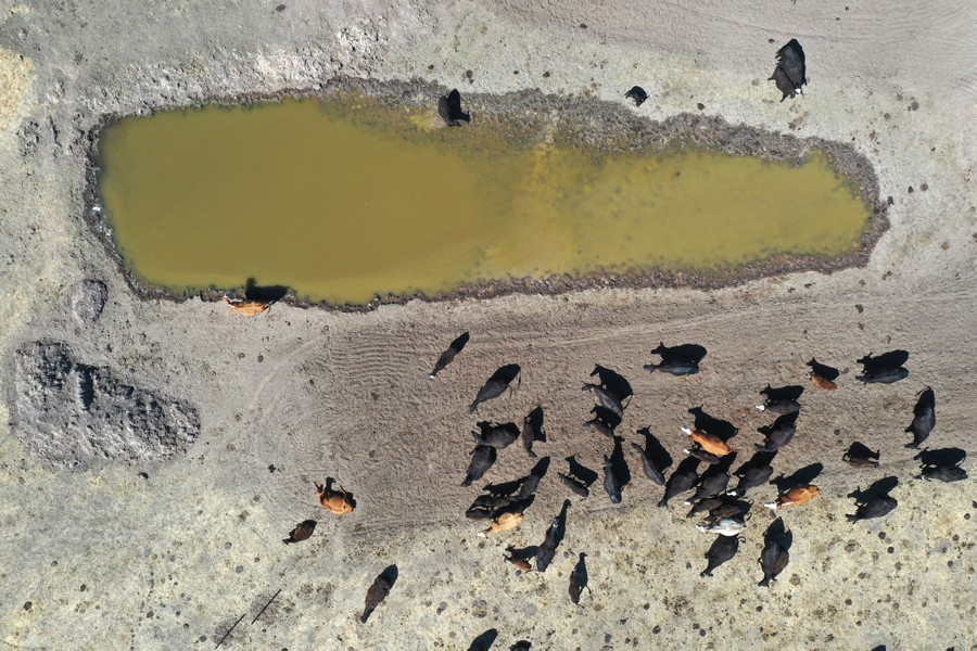An aerial view shows cattle gathering around a small pond.