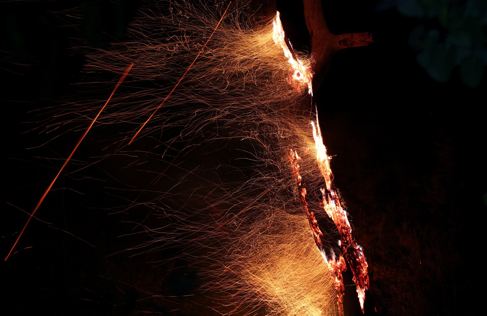 Embers fly from a burning tree.