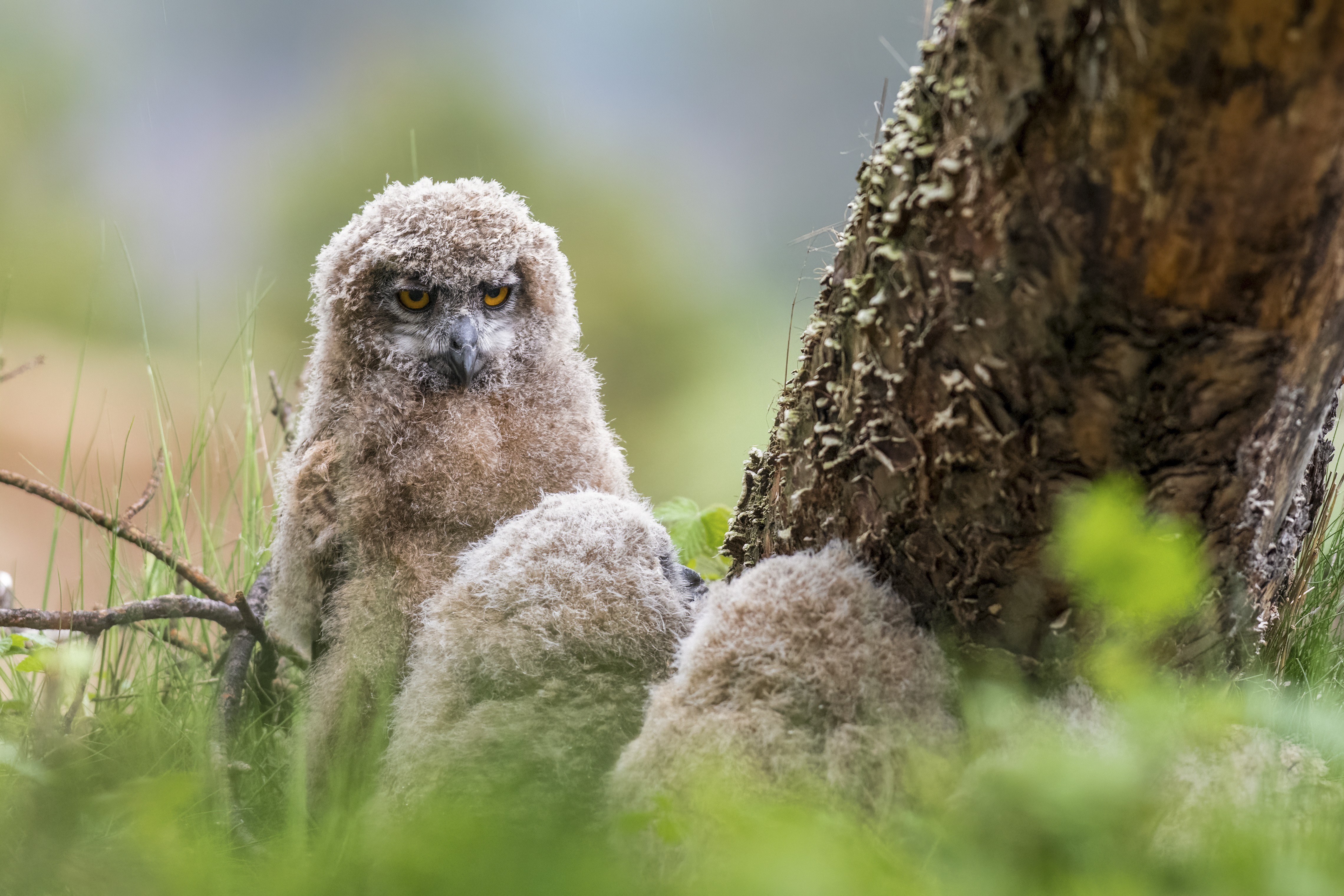 Three fuzzy owl chicks sit hidden near a tree.