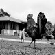 feral chickens in Hawaii