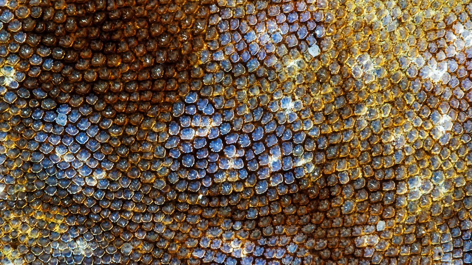 up-close view of shark skin