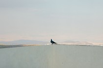 A pigeon on the roof of a home in the West Bank