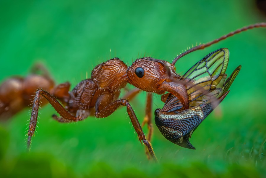 An ant carries part of another insect.