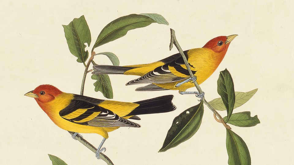 Illustration of two western tanager birds on a vine