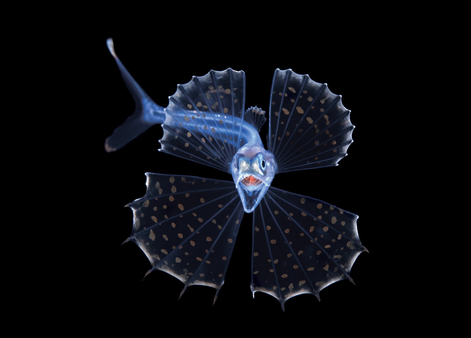 A face-on view of a small pale fish with open mouth and outstretched fins