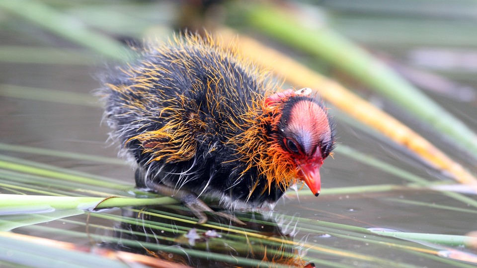 A baby coot with red and orange feathers