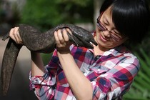 Jing Che holds a Chinese giant salamander