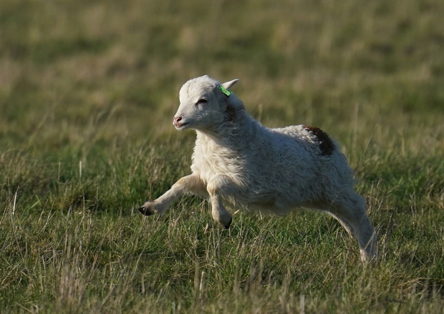 A young sheep bounds through grass.