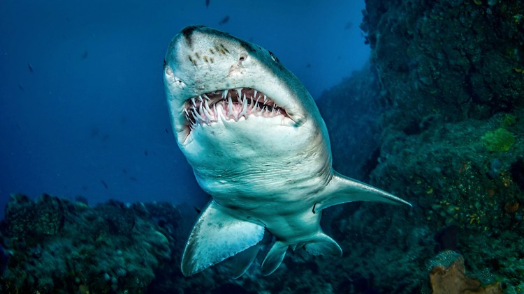 Shark Teeth Aren’t Just ‘Triangular Pointy Things’ - The Atlantic