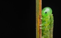 A close view of a sawfly larva grasping a stalk