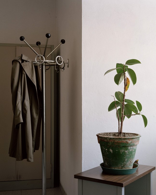 a coat on a hanger in the background, a plant on a table in the foreground