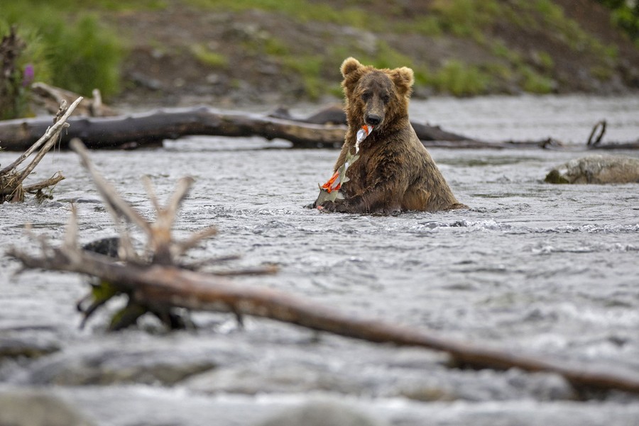 Alaska Brown Bear Catching Salmon Stock Photo - Download Image Now