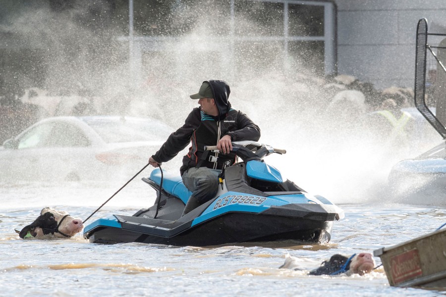 A person riding a personal watercraft holds a rope attached to a halter on a cow swimming in deep floodwater.