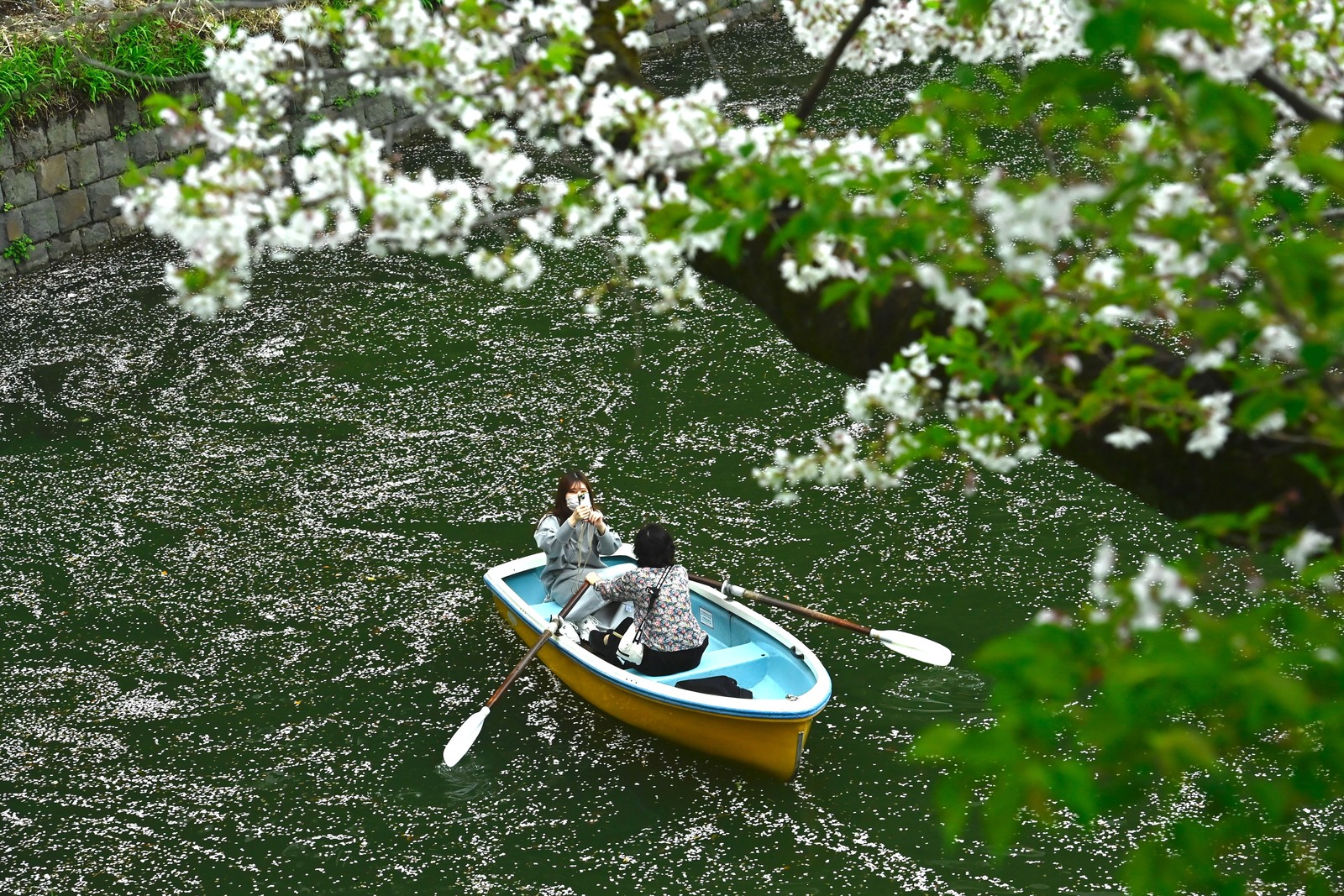 Two people row in a small boat in a moat beneath blooming trees, with many petals floating on the water.