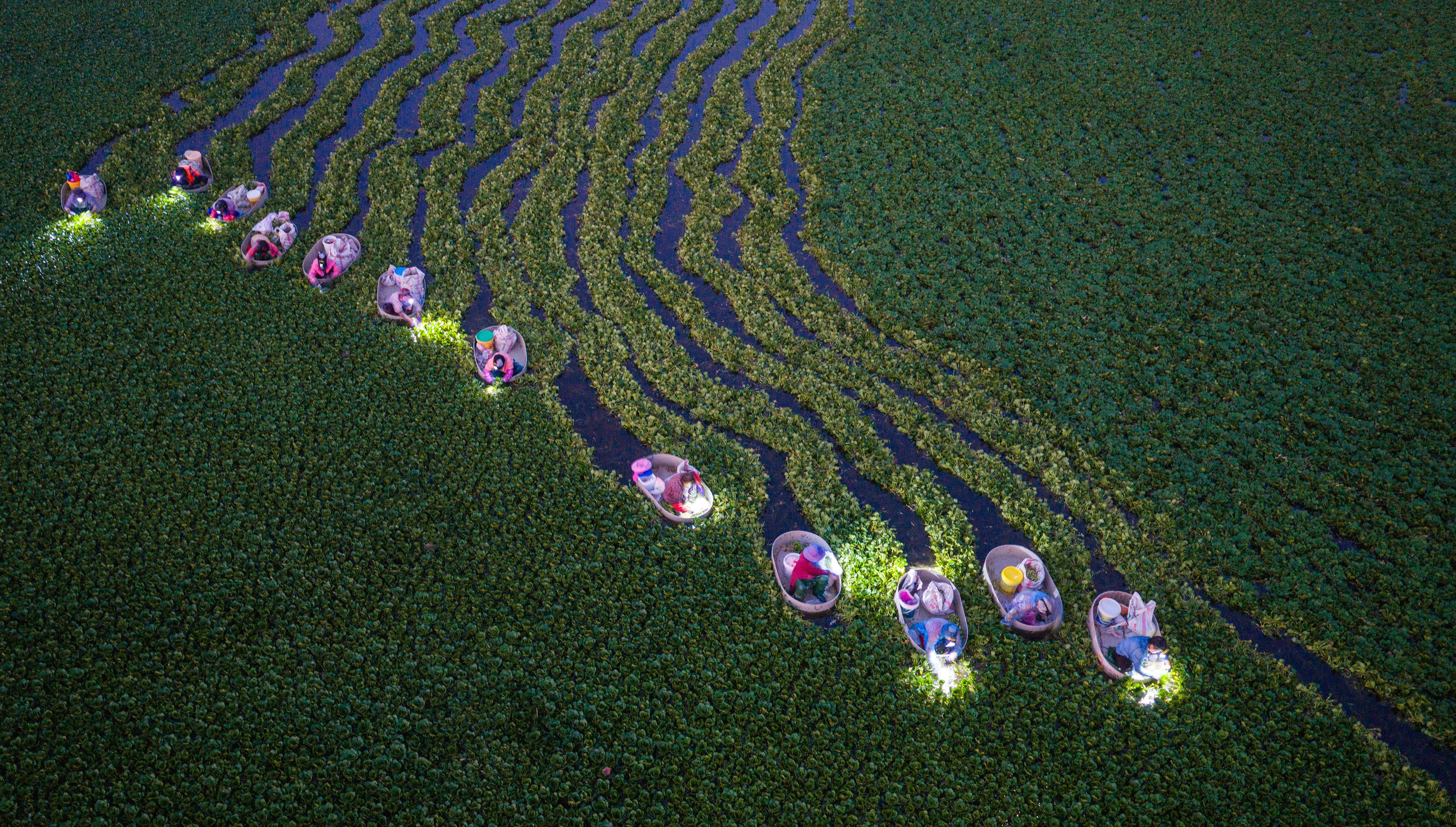 An aerial view of villagers wearing headlamps as they row small boats, harvesting aquatic plants