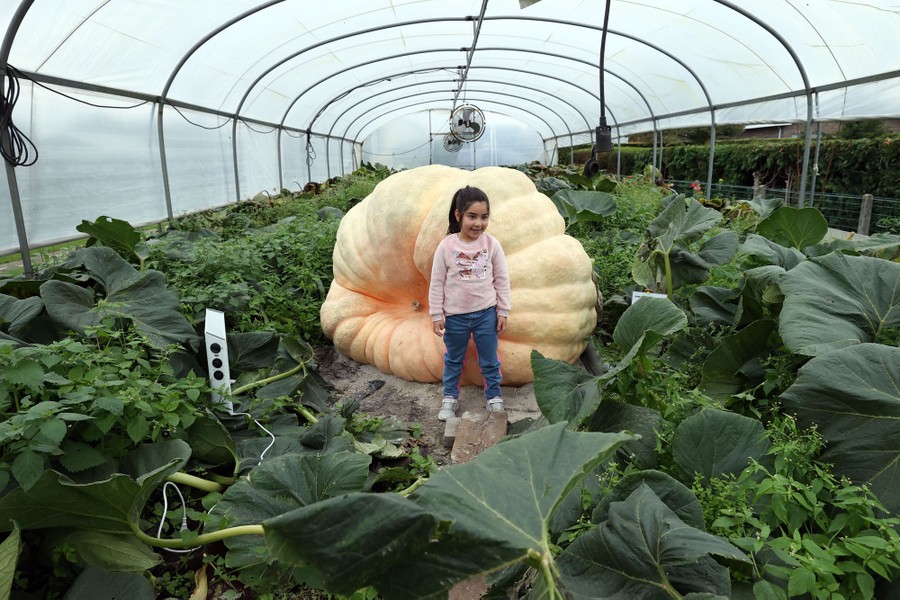 A child stands beside an enormous pumpkin in a greenhouse.