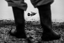 Photo of a seabird, suspected to have died from H5N1, as seen through a worker's legs