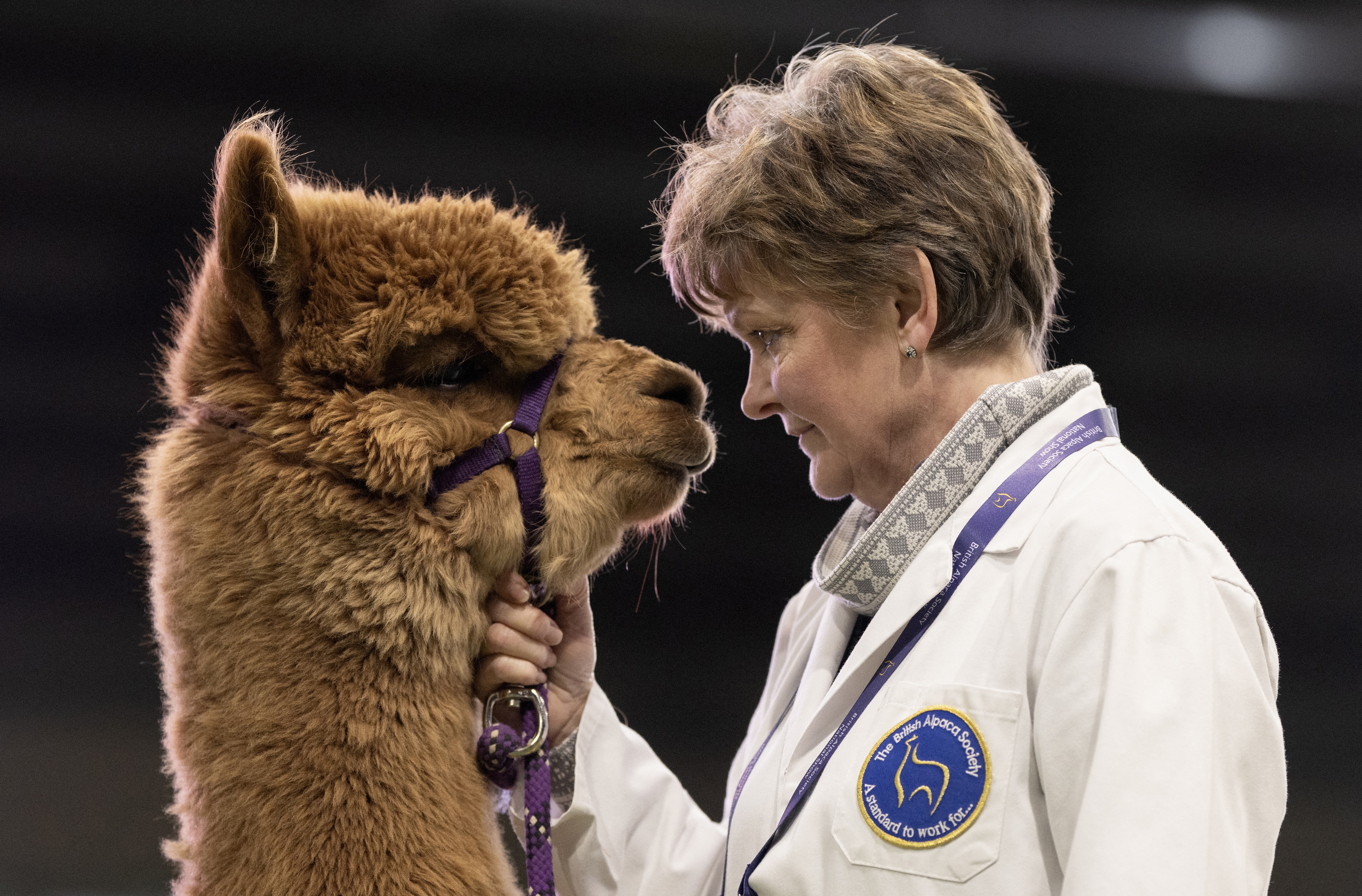 A handler stands beside an alpaca during a show, as they look at each other face-to-face.