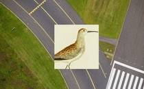 an illustration of an upland sandpiper, a lanky, brown-spotted bird, overlaid on an aerial image of an airport runway with green lawn on both sides
