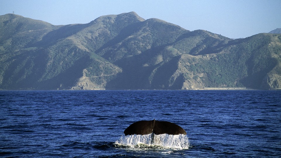 A whale's tail appears above water with mountains in the background