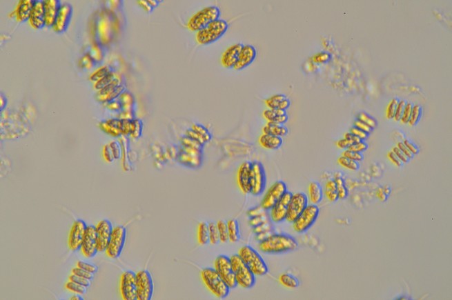 Algae at the molecular level