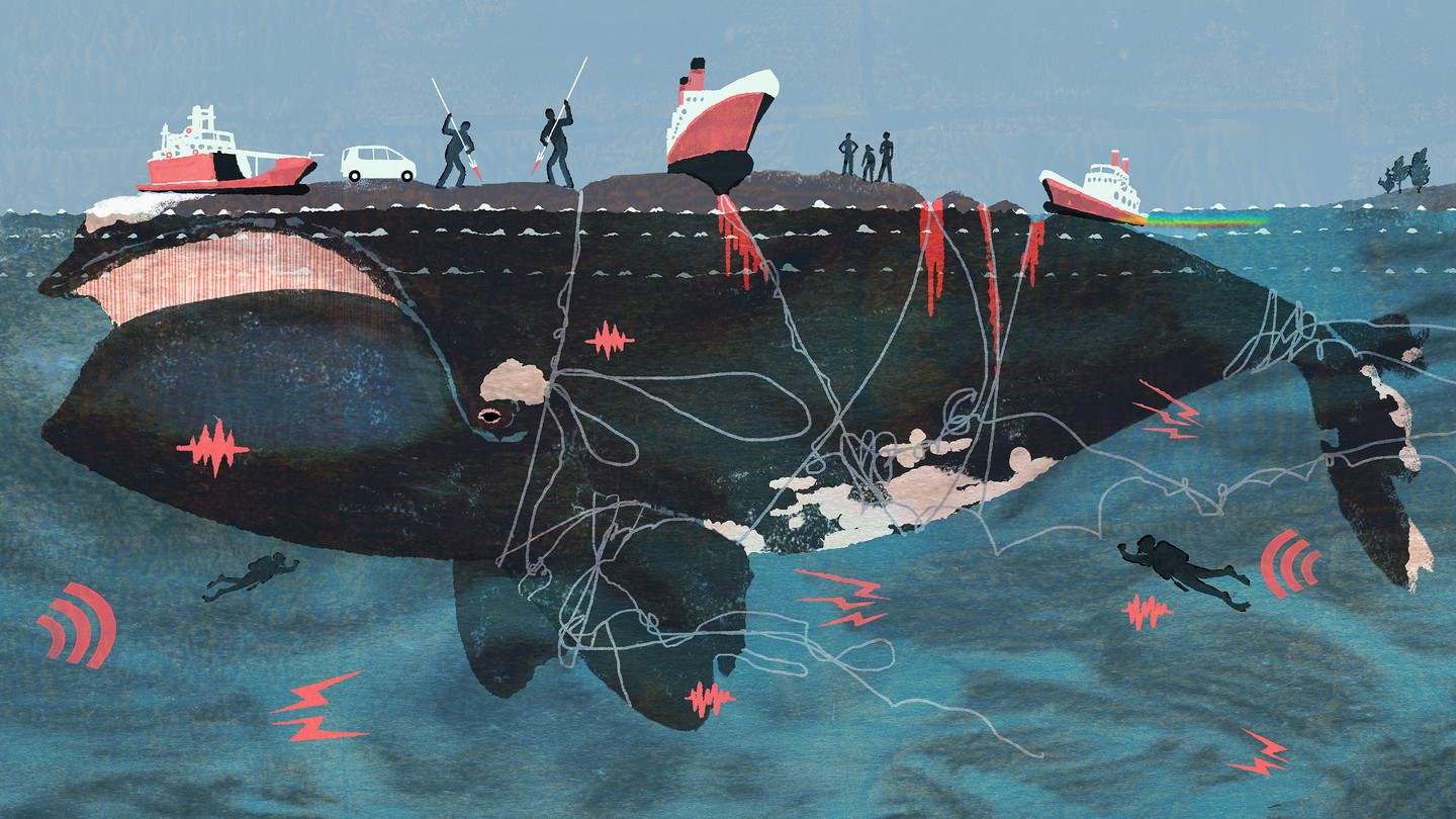 An illustration of a whale covered in bruises and rope