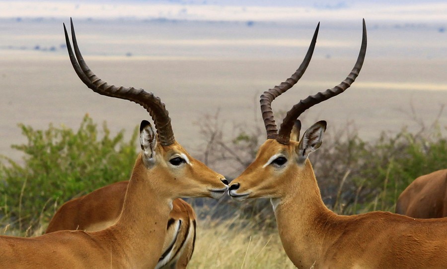 Several antelopes are seen on a broad plain.
