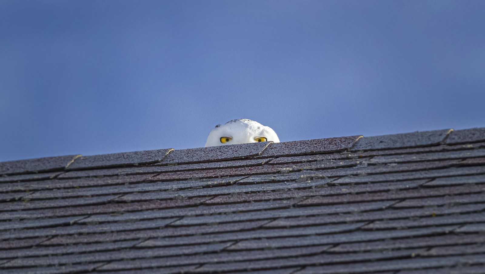 A snowy owl, barely seen, peeks over a roof.