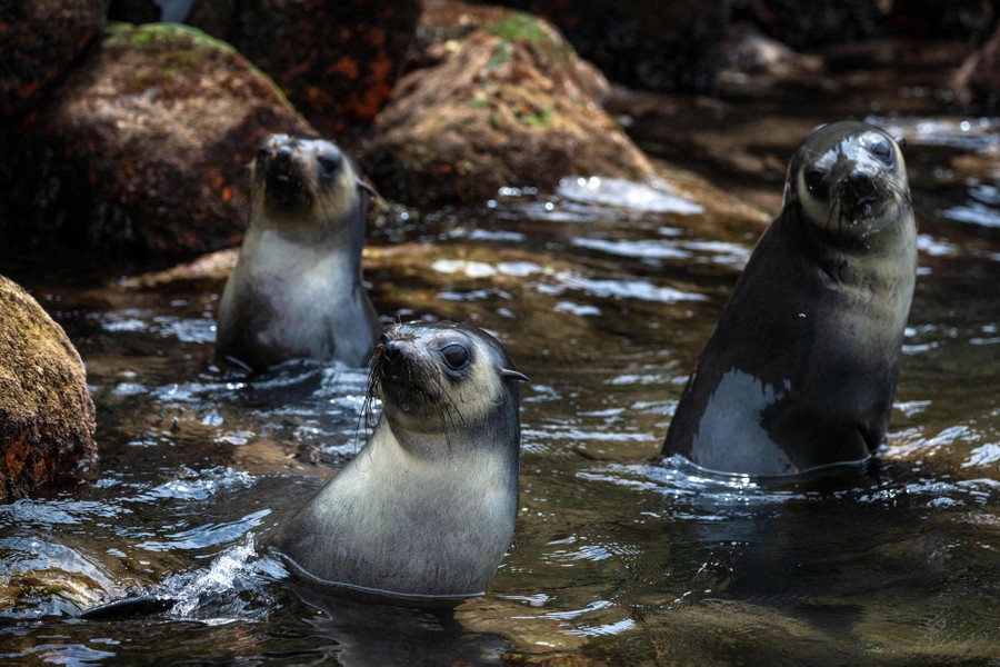 Three fur seals look toward the camera while swimming.