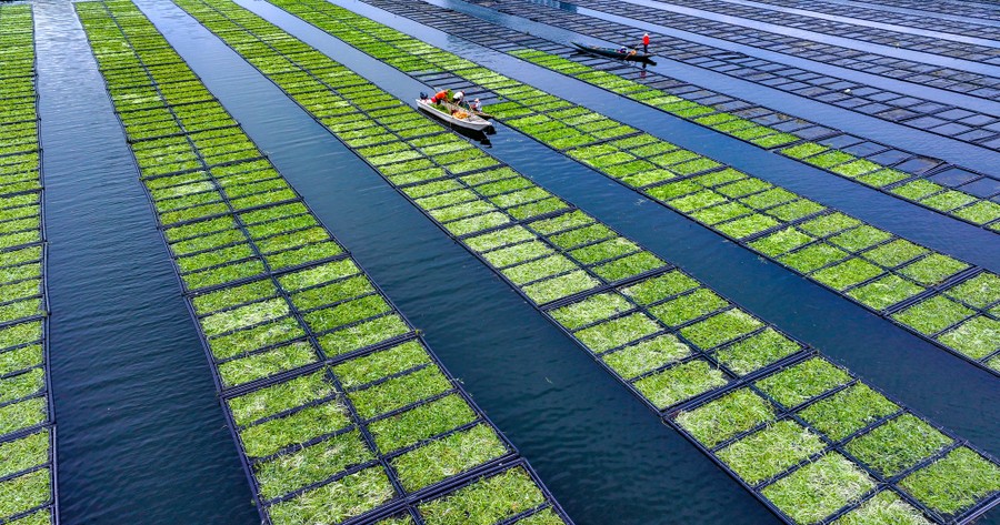 Workers in small boats tend to plants growing in many floating beds, arranged in long rows.