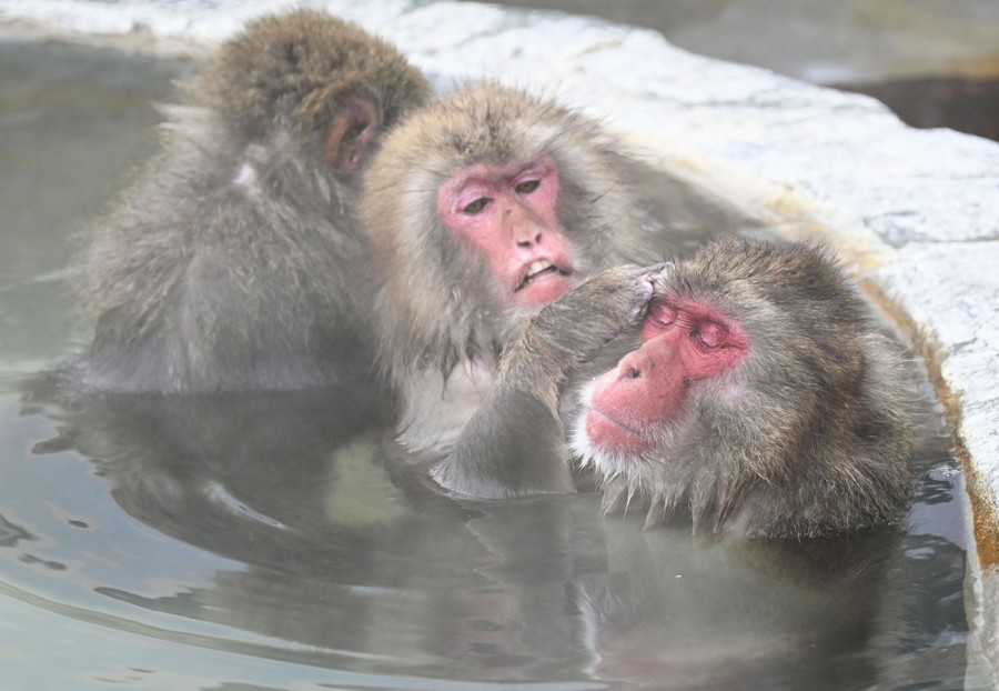 Three monkeys soak in an open-air hot spring, as one grooms another.