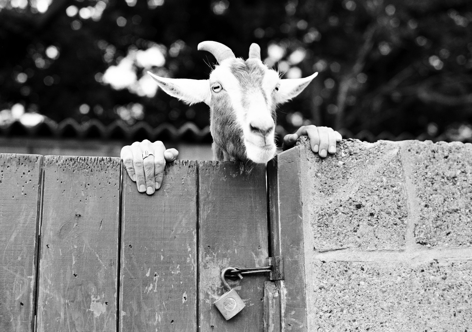A goat peers over a gate, with hands on the gate on either side of its head, giving the appearance that the goat has human hands.