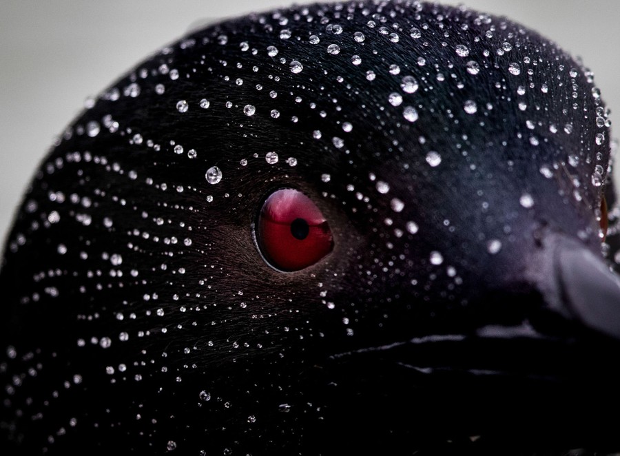 Water droplets are seen on a loon's head.