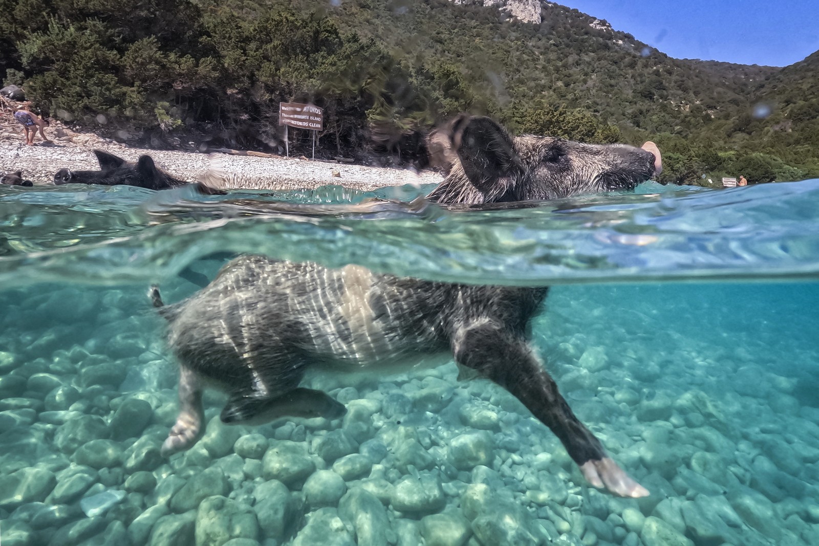 A small pig swims in clear ocean water, close to a rocky beach.