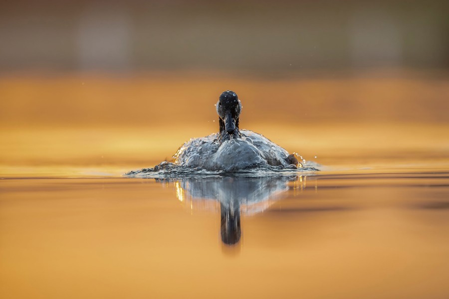 A Canada goose emerges from a dip in a calm lake, shedding water.