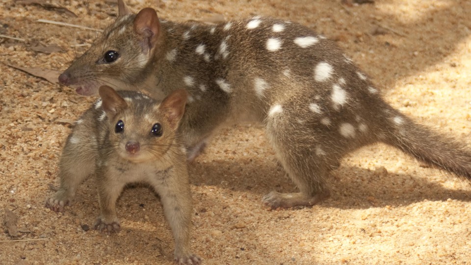 Two brown ferret-like animals with white spots