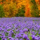 Purple blossoms fill a field in front of autumn-colored trees.