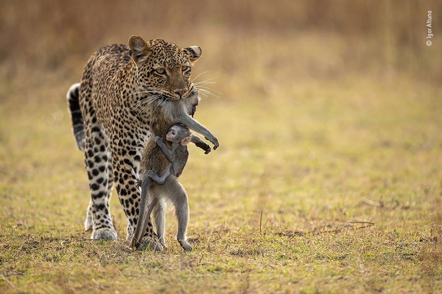 People’s Choice: Wildlife Photographer of the Year 2022 - The Atlantic