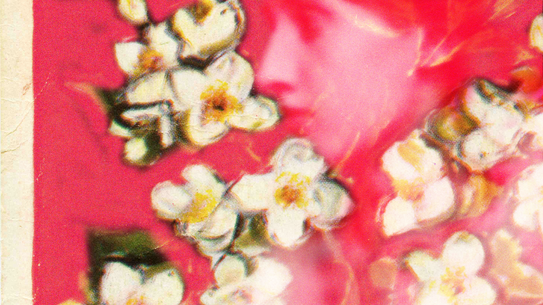 illustration with cream and yellow flowers over blurred profile image of Virginia Woolf with pink background