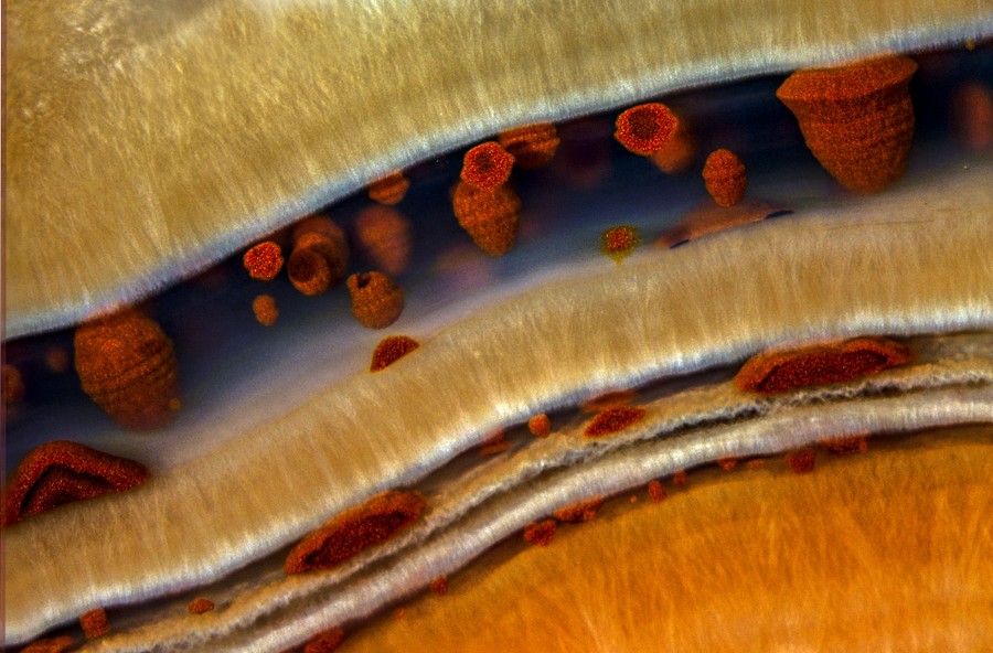 A close view of a slice of agate